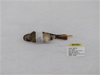 藏品(黃尾鴝)的圖片